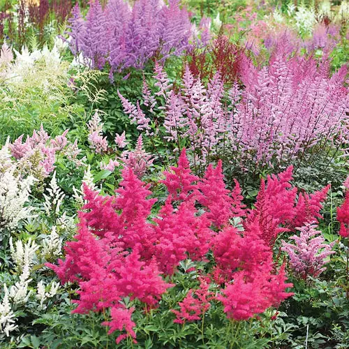 Giant Plume Assorted Astilbe Flowers