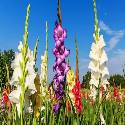 Gladiolus Mix Bulbs