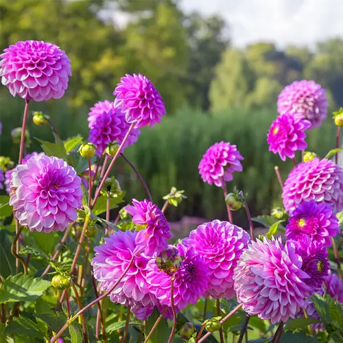 Lilac Dahlias Bulbs