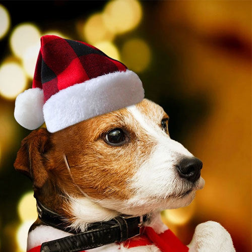 Fun Cheerful Hat For Your Pet